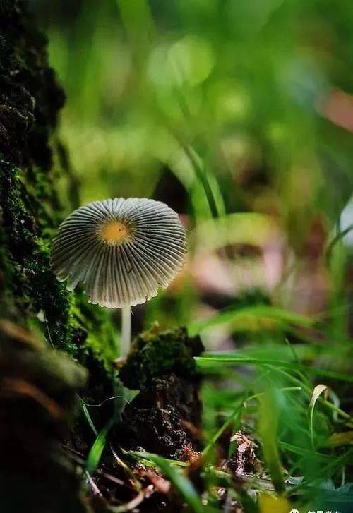 罕见的33张蘑菇照,漂亮!_手机搜狐网