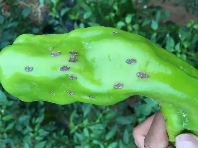 辣椒6大病害诊断要点(附图)