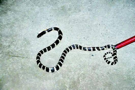 承德一农家院惊现两条花蛇!
