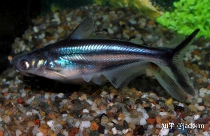 今天介绍淡水鲨鱼的性格特征特性习性