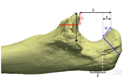 h表示冠状突的总高度.c表示40%的冠状突高度.