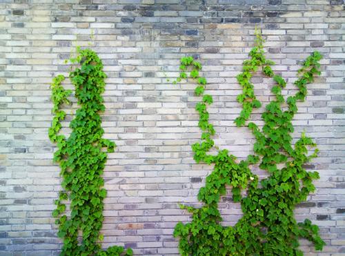 怎样才能让爬山虎长得更快?