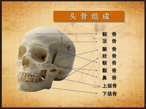 下颌的位置图片