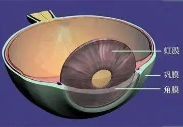 不瞒你说,这些病真能从眼白的颜色上看出来……|结膜
