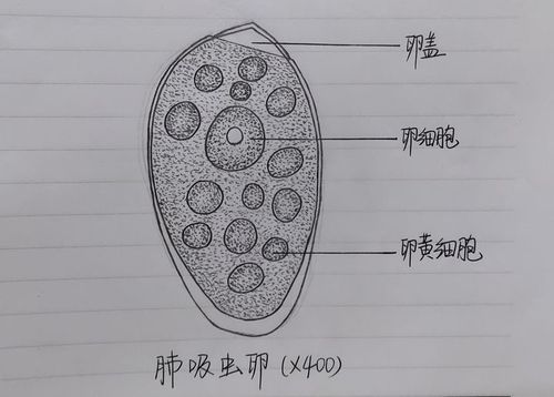 人体寄生虫学铅笔绘图来咯