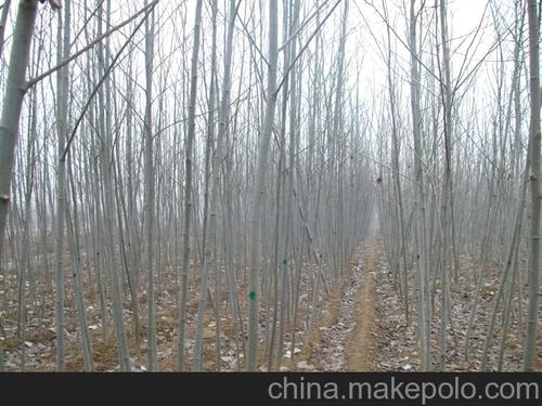 供应杨树苗 107速生杨树苗 一年两年杨树苗价格 山东杨树苗基地