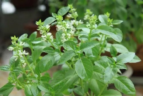 植物百科 | 适合新手种植的6种芳香植物,赶快行动起来