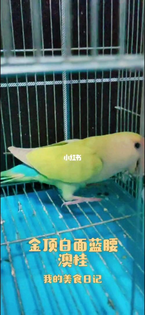 金顶白面蓝腰澳桂_牡丹_牡丹鹦鹉_宠物_宠物其他