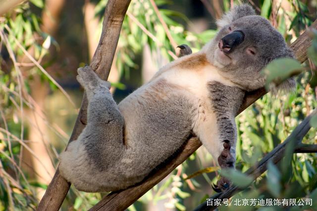 考拉koala是萌宠的树袋熊,如果可以抱一抱就好啦