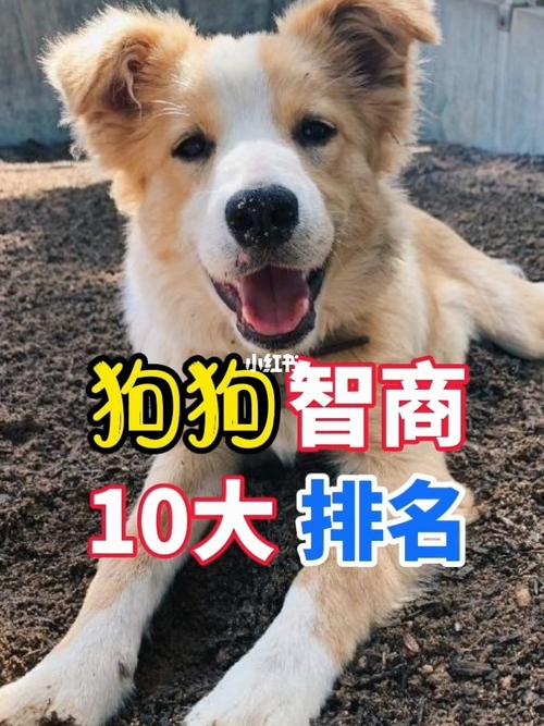 狗狗智商10大排名_狗狗_狗狗日常_宠物_狗