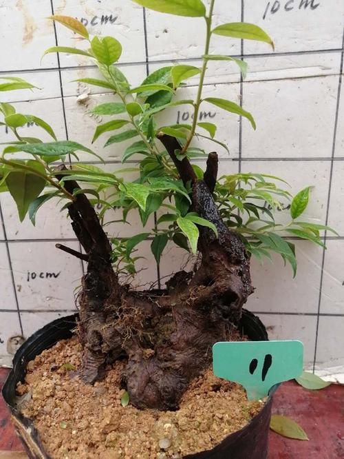 乌饭碳化品包精品盆栽绿植大老熟桩子叶盆景绿植