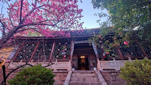 先有树再有寺 普济寺310年樱花绽放 三多节引领丽江春天