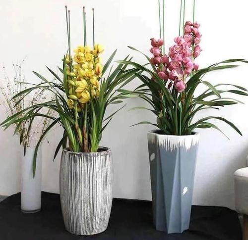 "年宵花"选大花蕙兰,买来怎么养护?日常养护注意4点