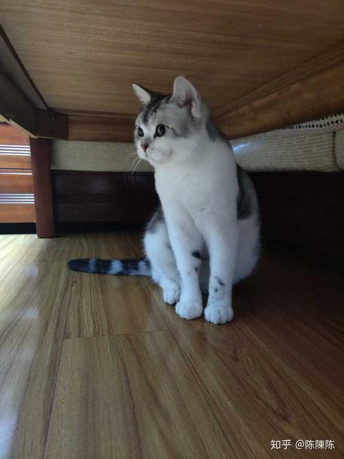 养过布偶和美短的小伙伴们,哪个更好饲养,家里有小朋友?