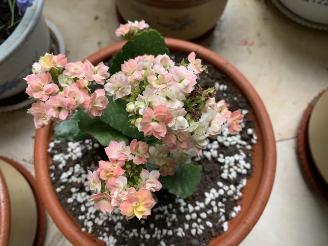 长寿花(变色龙)