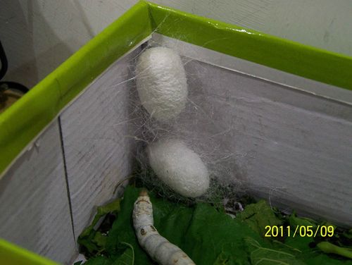 蚕结茧了 (图)