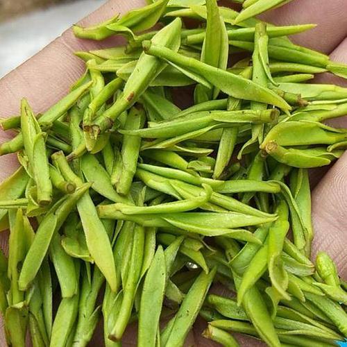 浙江丽水松阳县龙井茶 高端上档次 芽茶 2020新茶