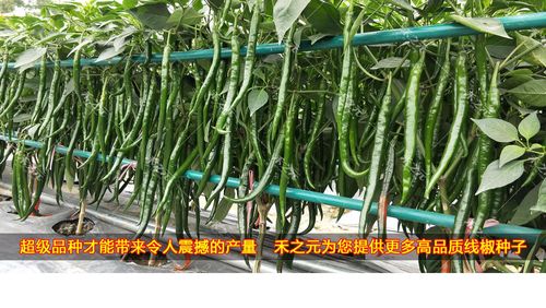线椒种子辣高产辣椒二荆条长四季种籽盆栽南方种苗蔬菜种孑春季