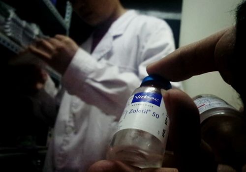 兽用麻醉药去哪了?北京一宠物医院可轻易买到高危药品