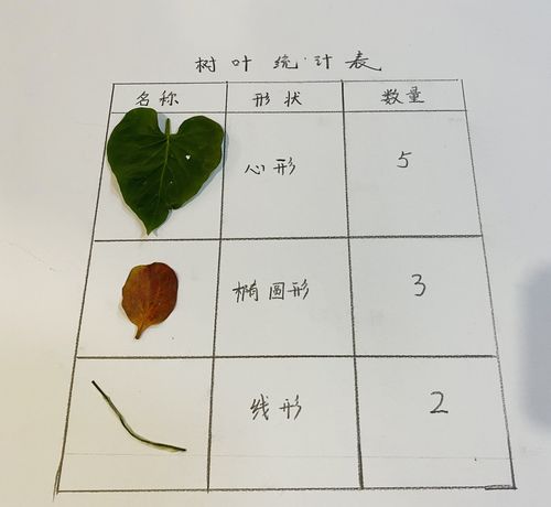五,树叶统计表——统计总结工作