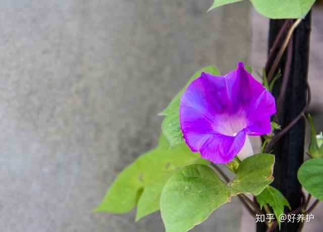 3,野蔷薇:黎明五点钟左右开花