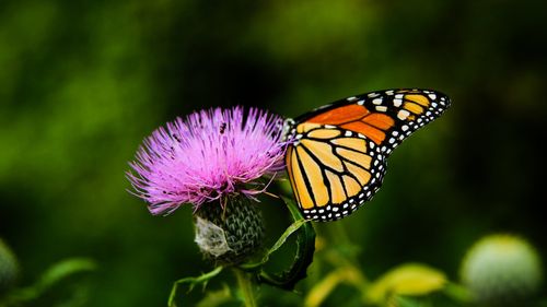 唯美花间蝴蝶高清桌面壁纸