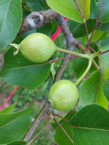 看苹果,梨的生长过程,天然健康,是不是很有食欲