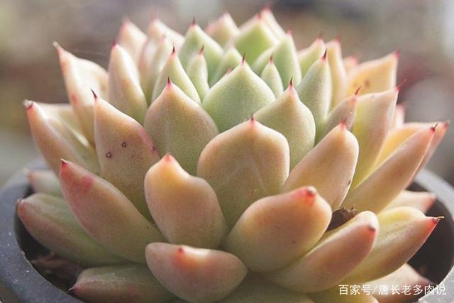 多肉拉霍亚——带爪的东云,堪称爪系基因与东云系基因