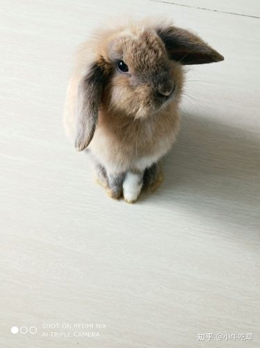 麻烦看看我的垂耳兔是不是尴尬期