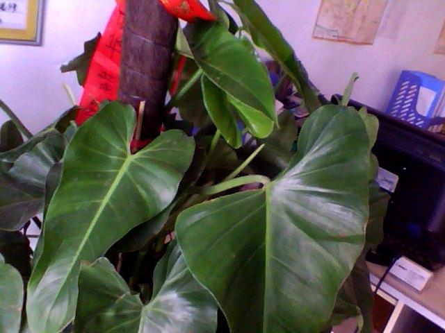 大叶子空心根在茎上是什么花,叶子很大中间是棕色的空心杆状是什么