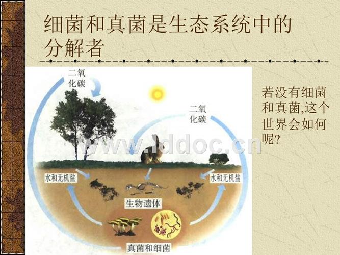 细菌和真菌在自然界中的作用.ppt