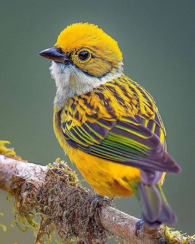 美图 ▎精美鸟类摄影组图(26p)