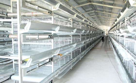 蛋鸡笼 蛋鸡笼生产厂家批发