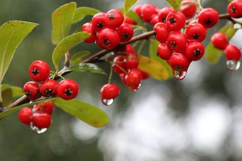 红豆为什么被叫做相思豆?