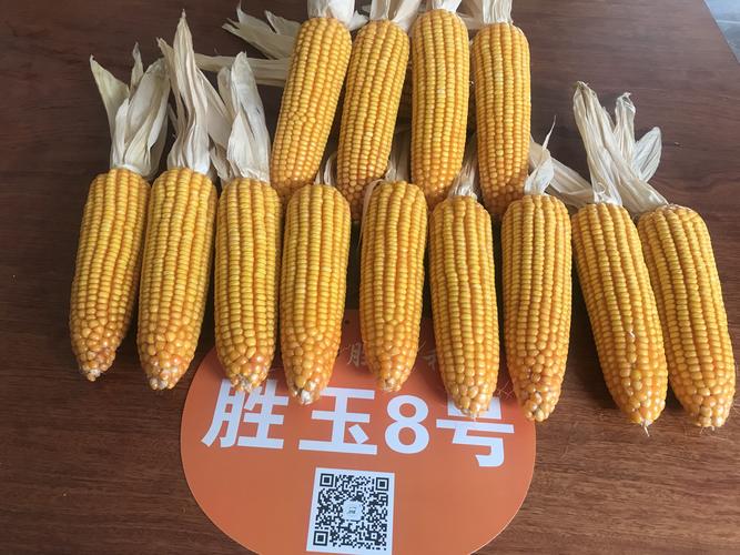 胜玉8号玉米种子 2kg