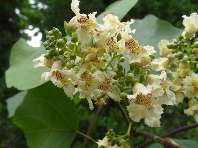 美丽的青桐(?)花【原摄】