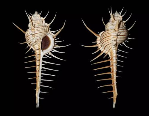 骨螺这刺多的哟难道是拿来给龙王梳胡子的吗