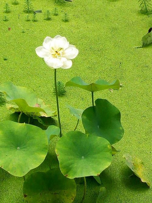 荷花浮萍简笔画