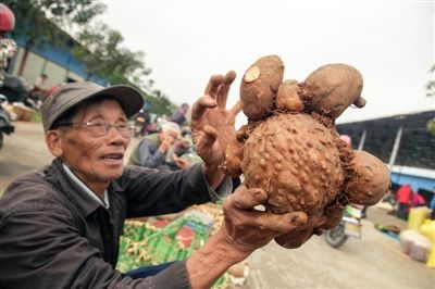 老伯将种了一年多的巨大鸡爪芋拿来售卖.