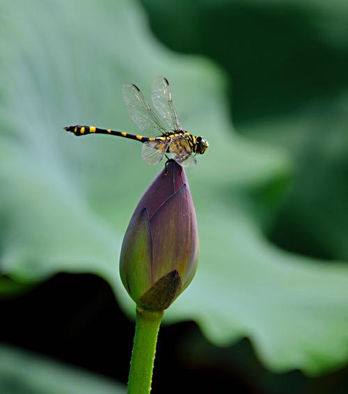 蜻蜓点水