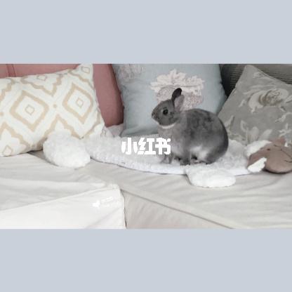 90兔兔92发现新大陆_兔子_垂耳兔_沙发_宠物_宠物