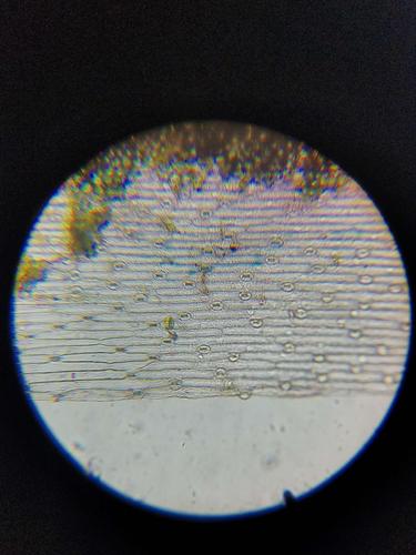 显微镜下的世界