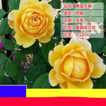 爬藤植物四季花卉阳台庭院大花浓香藤本月季玫瑰盆栽 (爬藤) 黄金庆典