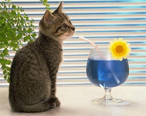 可爱猫咪图片_一只可爱的大花猫