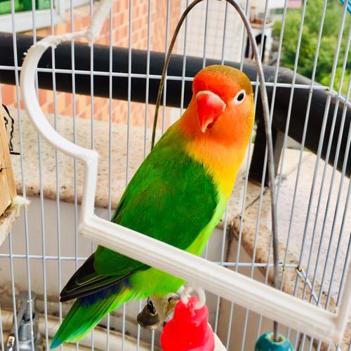 牡丹鹦鹉&黄雀鸟