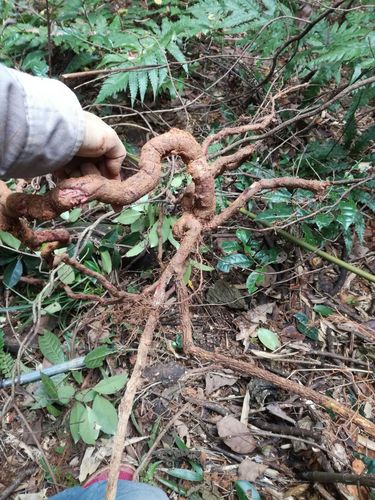 其它 南五味子 写美篇红木香,紫金藤,紫荆皮,盘柱香,内红消,风沙藤,小