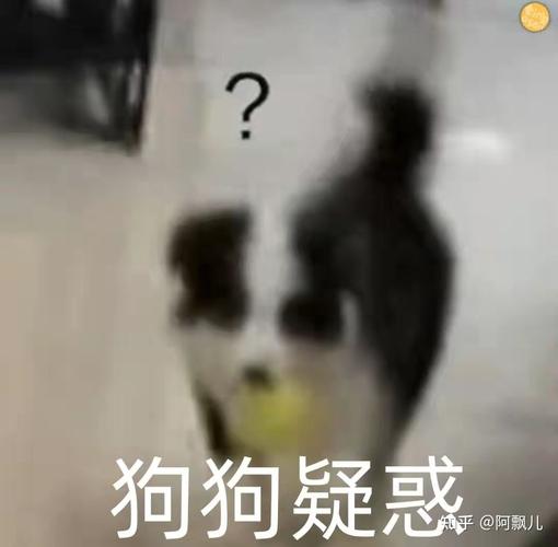 能给我安利一下宋亚轩的狗狗吗