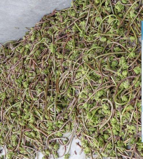 贵州特产:贵定薇菜