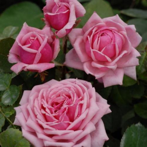 【何老师】结爱月季花苗 丰花勤花灌木多头月季庭院阳台盆栽花卉