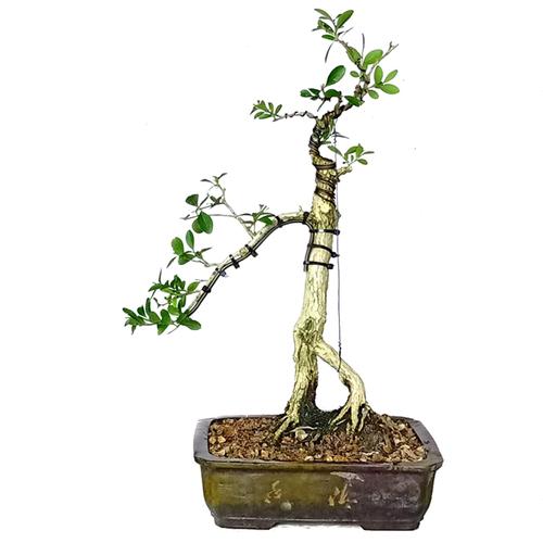 精品老桩海岛瓜子黄杨盆景豆瓣黄金树绿植物绿植